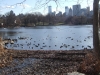 0801_new_york-central_park-the_lake-dscf6147