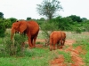 0605-kenia-tsavo-east-elefanten-dscf4228
