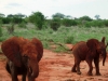0605-kenia-tsavo-east-elefantenhelden-dscf4230