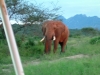 0605-kenia-tsavo-west-elefant-dscf4065