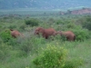 0605-kenia-tsavo-west-elefanten-dscf4066