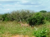0605-kenia-tsavo-west-kleiner_kudu1-dscf3949