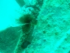 20090531-malediven-ziyaraifushi-dscf8518dscf8520
