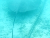 20090531-malediven-ziyaraifushi-stachelrochen-dscf8573