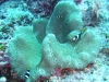 20090604-malediven-ihi_gaa-anemonenfische-dscf8766