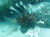 20090605-malediven-ziyaraifushi-rotfeuerfisch-dscf8846