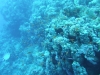 0610_hurghada-panorama_reef-dscf4860