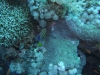 0610_hurghada-panorama_reef-dscf4864