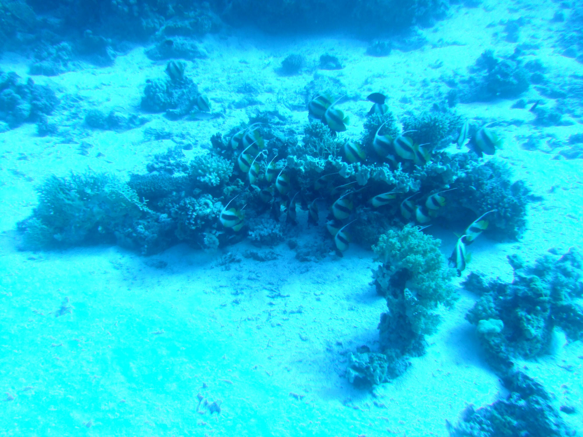 20081027-Egypt_Hurghada-Banana_Reef-DSCF7993