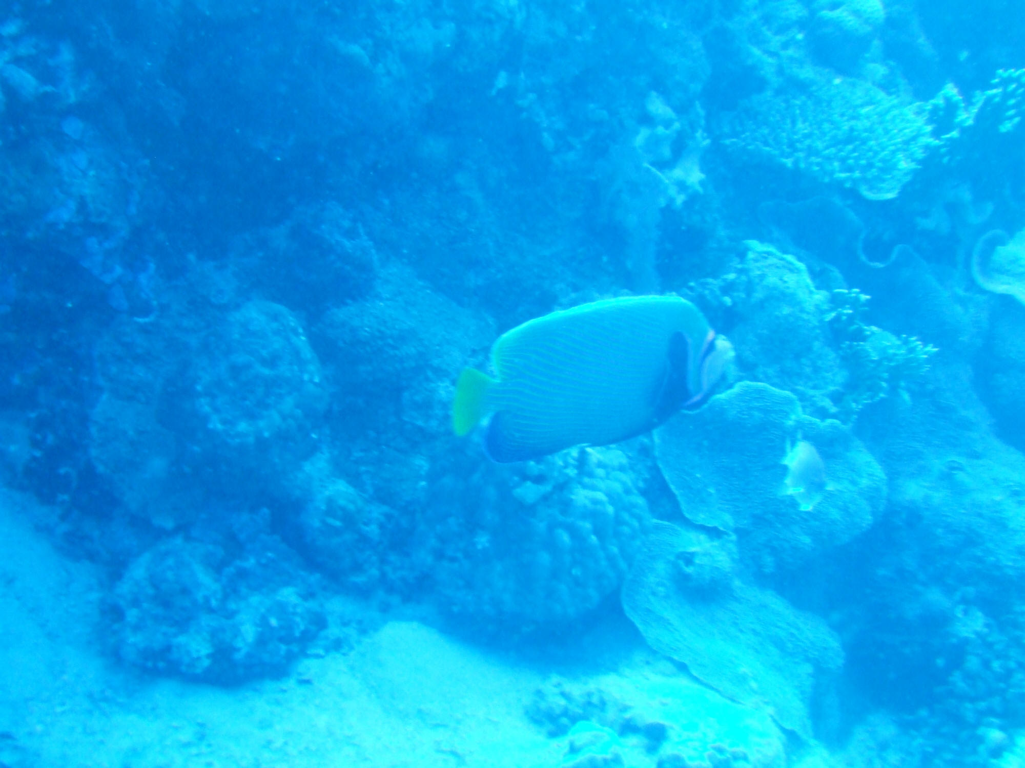 20081027-Egypt_Hurghada-Banana_Reef-DSCF7995